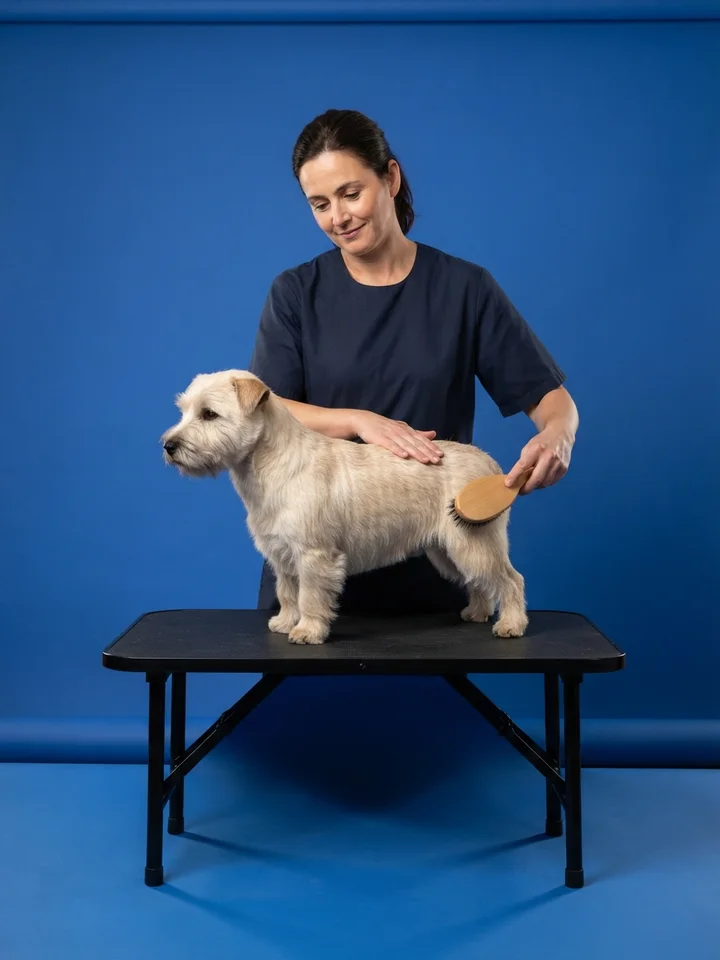 A groomer in a plain navy smock brushing the back of a small, relaxed wire-coated terrier standing on a black table against a royal-blue backdrop.